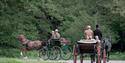 Windsor Carriages group in Windsor Great Park, image Crispin Mould Horse Photography