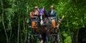 Ascot Carriages - Henry in Windsor Great Park