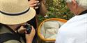 Braywick Nature Festival | looking at insects
