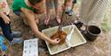 Pond Dipping at Braywick Nature Centre, with net