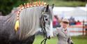 Royal Windsor Horse Show - horse with ribbons in mane being lead by lady