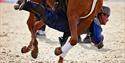 Royal Windsor Horse Horse - Rider balancing underneath a horse as it gallops