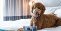 Residence Inn Slough - dog package