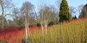 The Savill Garden in winter