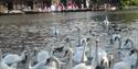 Spirit of England Tours: Swan upping takes place on the Thames in Windsor in July