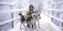 Hunaja & Kivi - two of Lapland's Husky Heroes