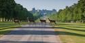 Windsor Great Park Deer Park