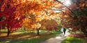Windsor Great Park Plantation