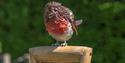 Art in the Garden at The Savill Garden