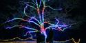 Windsor Great Park Illuminated, image Joshua Atkins