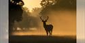 Deer in Windsor Great Park, image Gill Heppell