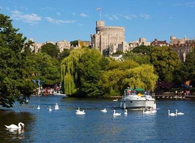 Riverside Cruises - boat sailing past Windsor Castle surrounded by swans