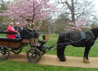 Ascot Carriages and cherry blossom in Windsor Great Park