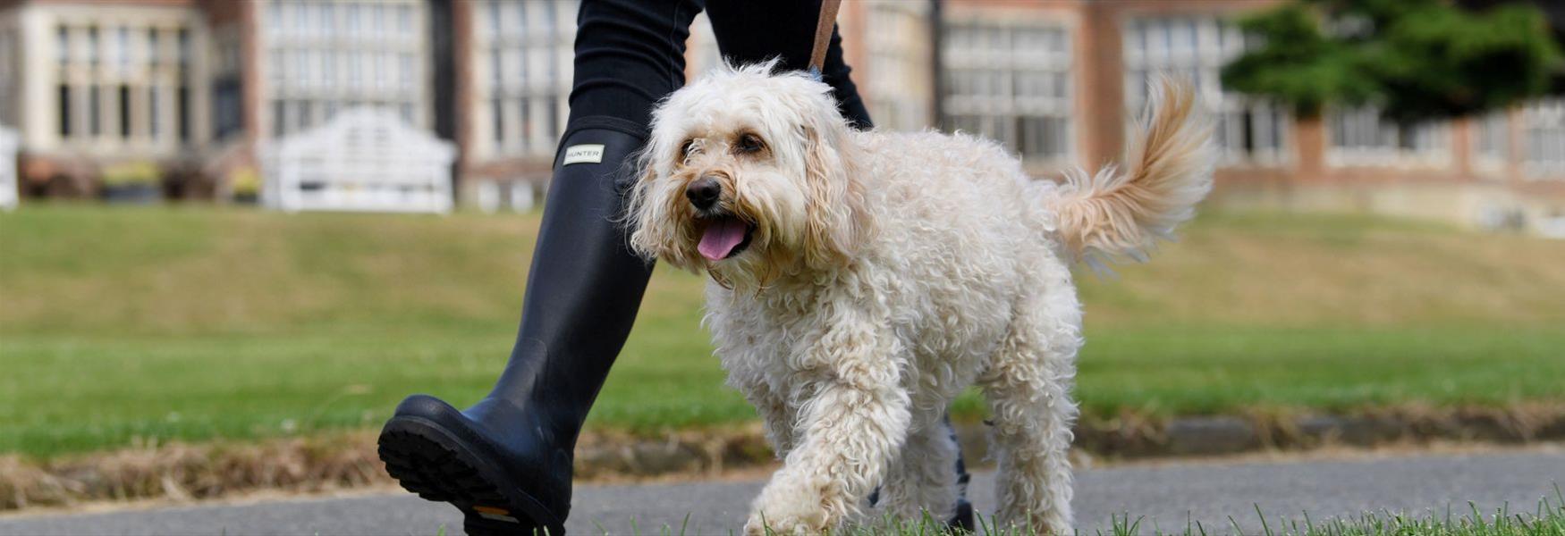 Dogs are welcome at De Vere Beaumont Estate