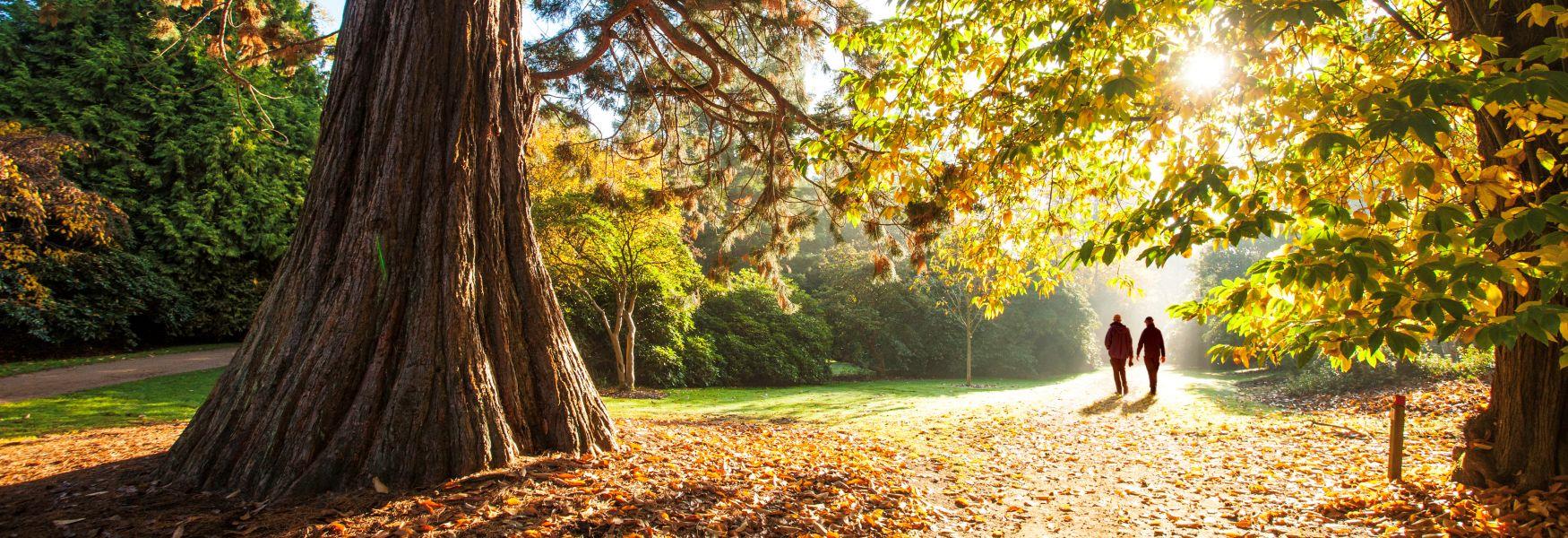 Valley Gardens, Windsor Great Park