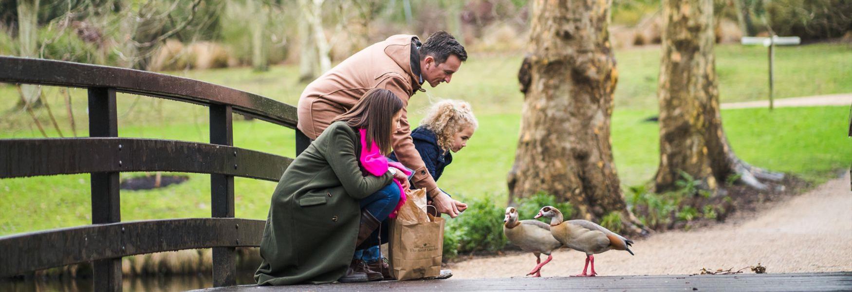 Feeding geese in The Savill Garden, Windsor Great Park