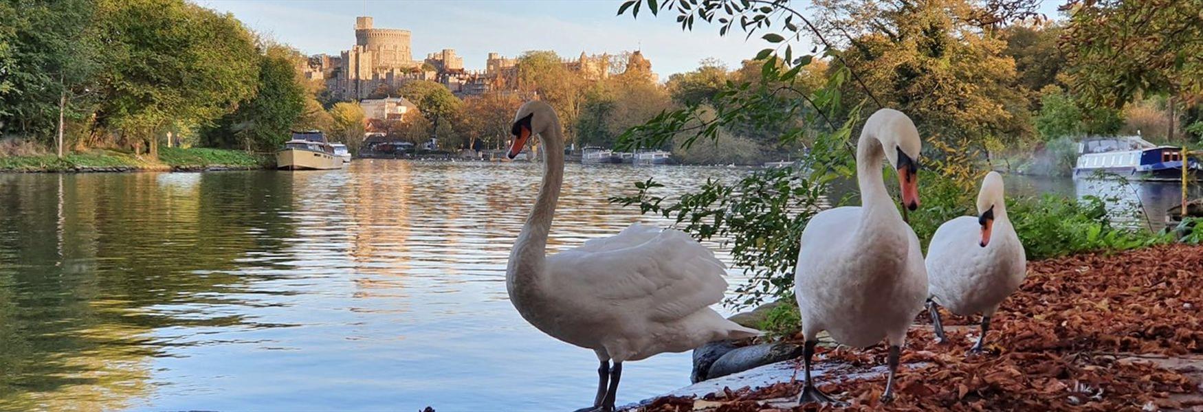 Swans on Baths Island with view of Windsor Castle