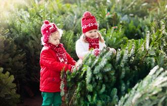 Children and Christmas Trees at Windsor Great Park
