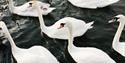 Willow Room by Bateaux London: close up of swans on the River Thames at Windsor