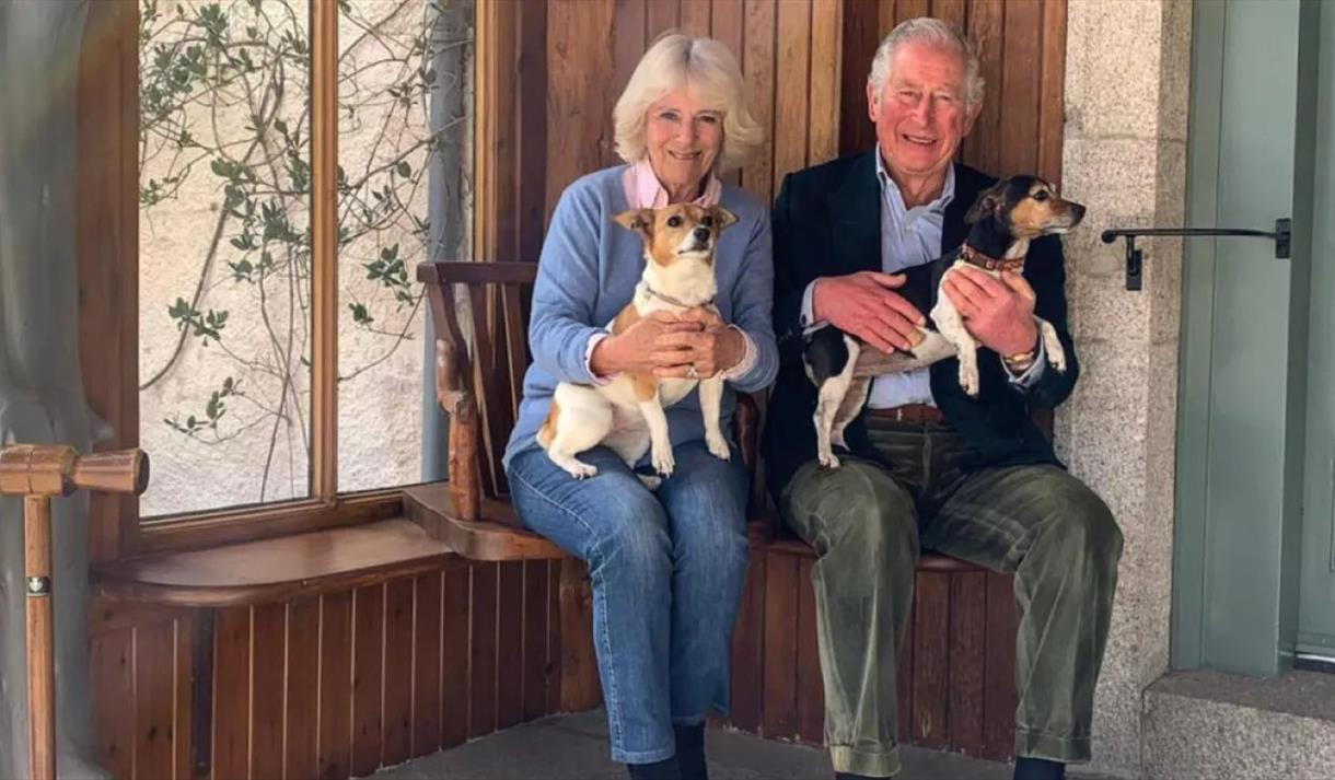 The King and The Queen with Jack Russell terriers