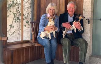 The King and The Queen with Jack Russell terriers
