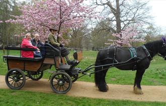 Ascot Carriages - in front of cherry blossom