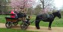 Ascot Carriages - in front of cherry blossom