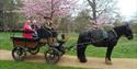 Ascot Carriages and cherry blossom in Windsor Great Park