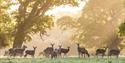 Windsor Great Park: deer in Stag Meadow