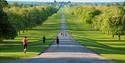 Windsor Great Park: joggers on the Long Walk