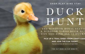 Windsor Royal Station & Windsor Yards Duck Hunt