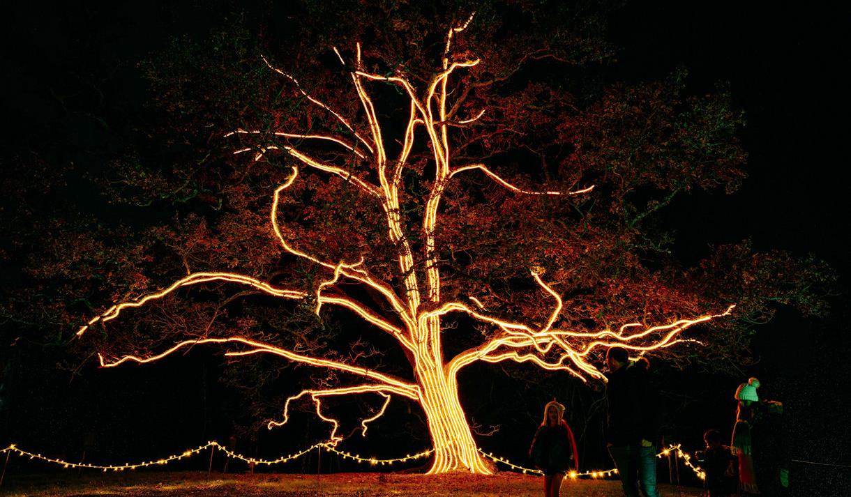 Windsor Great Park Illuminated - Visit Windsor