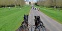 Windsor Carriages on the Long Walk, Windsor