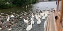View of River Thames and swans from a Private Boat Hire boat