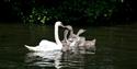 Swan and cygnets on the River Thames