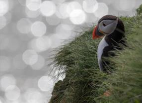 An image of the puffins as RSPB Bempton Cliffs