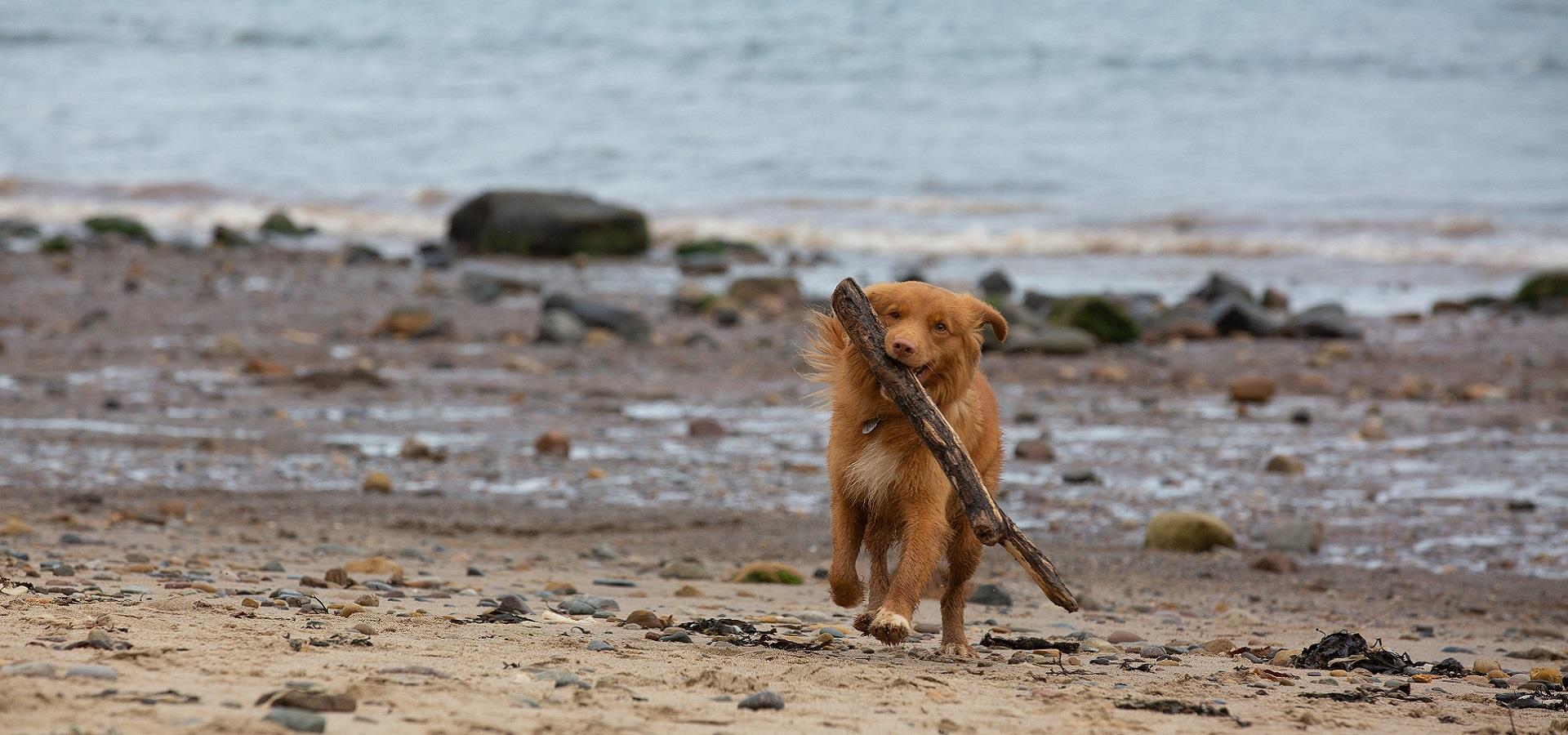 Dog Friendly Accommodation In Filey Discover Yorkshire Coast