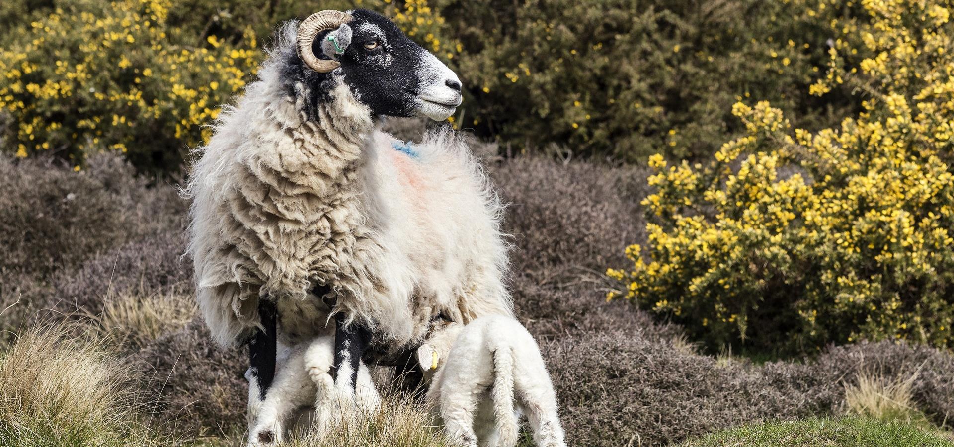 An image of Sheep in the North York Moors in Spring by Richard Burdon