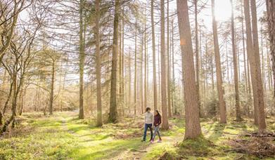 An image of Broxa Forest - Photograph by (c) Dependable Productions.