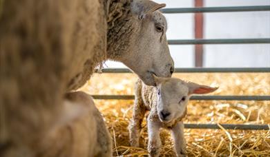 An image of baby lambs at Humble Bee Farm