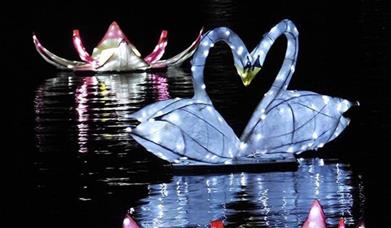 Photo shows illuminated lanterns floating on a dark lake in the shape of a lily flower and two swans leaning towards each other to make a heart shape.