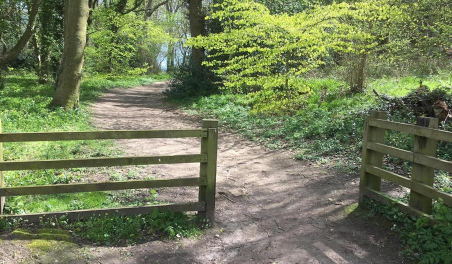 Raincliffe Woods Circular Walks Wallis Trail Walking Route in