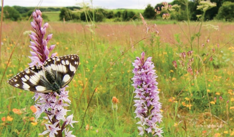Wharram Quarry Nature Reserve credit Tom Marshall