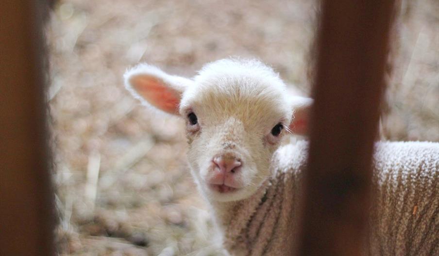 An image of a lamb