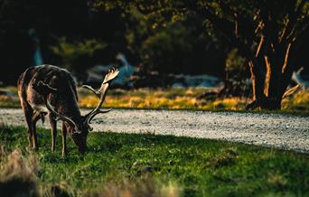 Stag grazing on grass