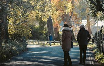People walking in a park with trees
