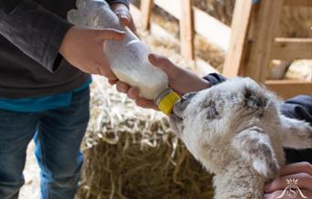 Lambing Time at Sledmere