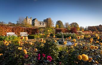 An image of Dahlias and the Castle