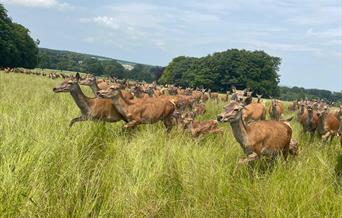 Deer Safari