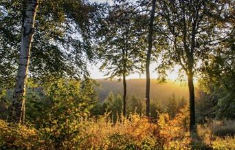 An image of Dalby Forest sunrise. Credit: Dale Sutherland-Roberts.